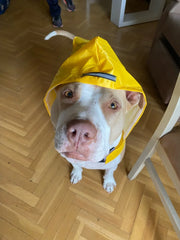 Dog Raincoat Waterproof Hoodie Jacket